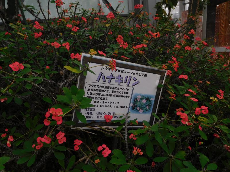 南国 多肉だ とちぎ花センターへ行って来た 3月に 今日も鬱だけど一歩だけ歩いてみる