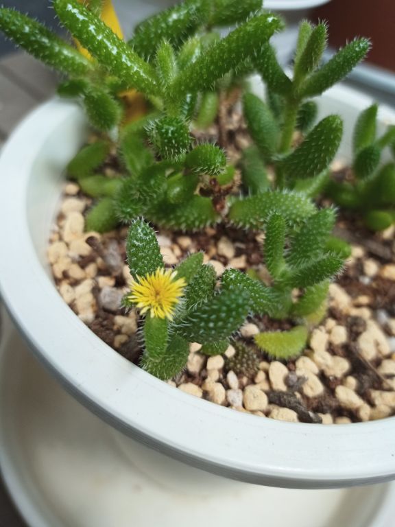 多肉植物の挿し木 1か月後の様子を確認してみる 今日も鬱だけど一歩だけ歩いてみる 多肉植物の挿し木 1か月後の様子を確認してみる 今日も鬱だけど一歩だけ歩いてみる