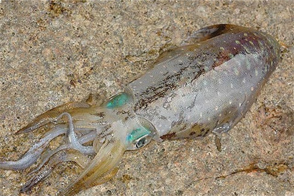 初心者におすすめ 春に釣れる魚 釣りぼっち