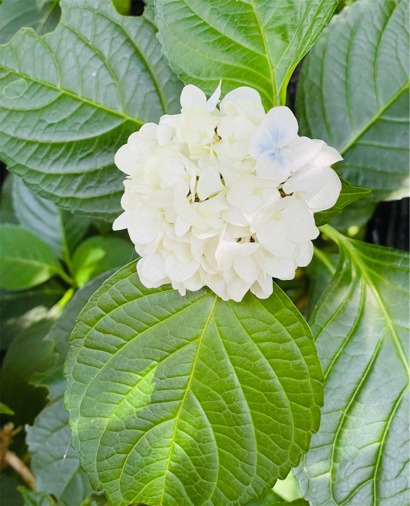 f:id:musashino007:20230711132446j:image