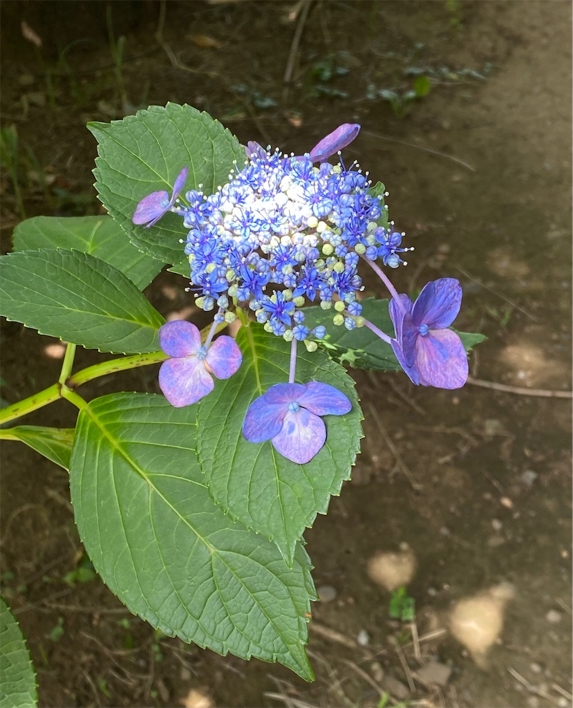 f:id:musashino007:20230713215023j:image