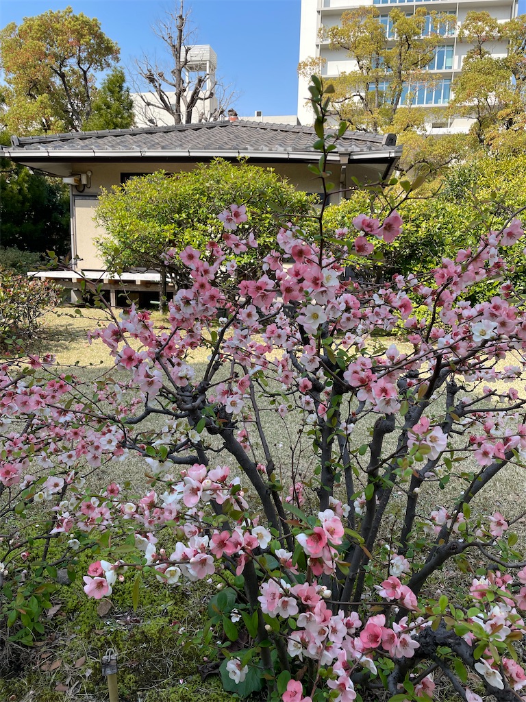 f:id:musashino007:20260413213600j:image
