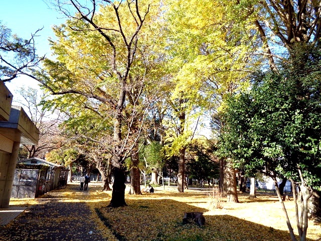 f:id:musasi_htn:20201128140544j:plain