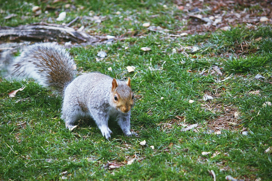 f:id:muscle14106:20201206134614j:plain