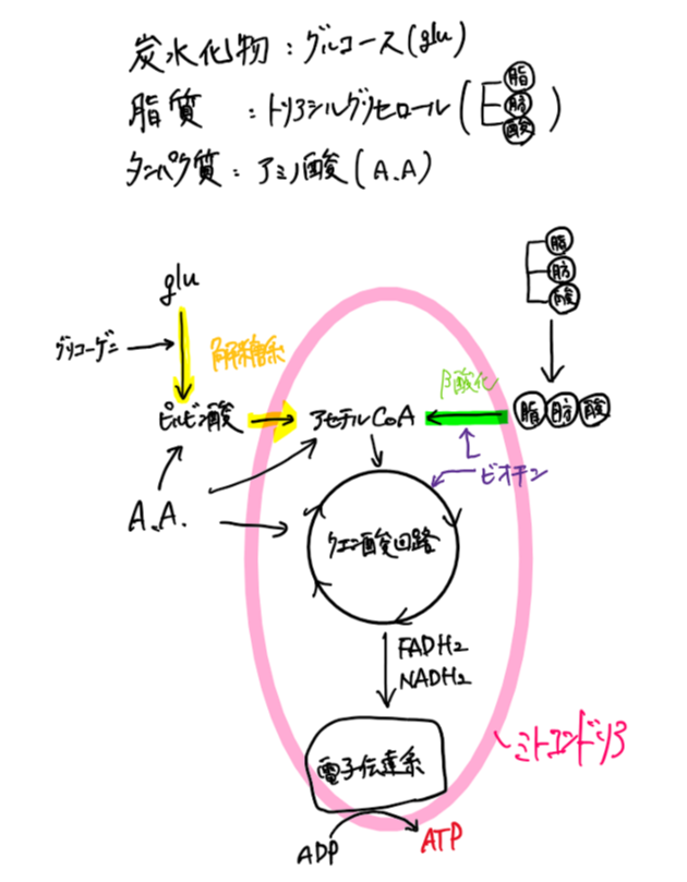 f:id:muscle_pharmacist:20200707091453p:plain f:id:muscle_pharmacist:20200707091453p:plain