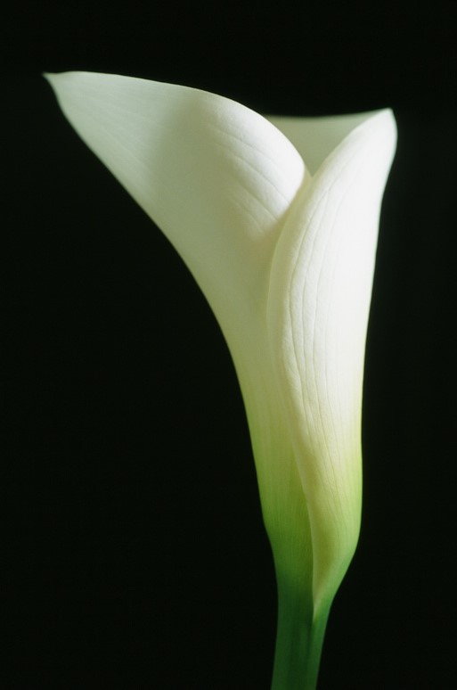 f:id:musclecamera:20170331213431j:plain