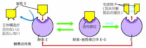 f:id:musclesamuraiK:20180122203659j:plain f:id:musclesamuraiK:20180122203659j:plain