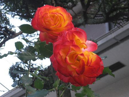 f:id:museion:20070124172205j:image f:id:museion:20070124172205j:image
