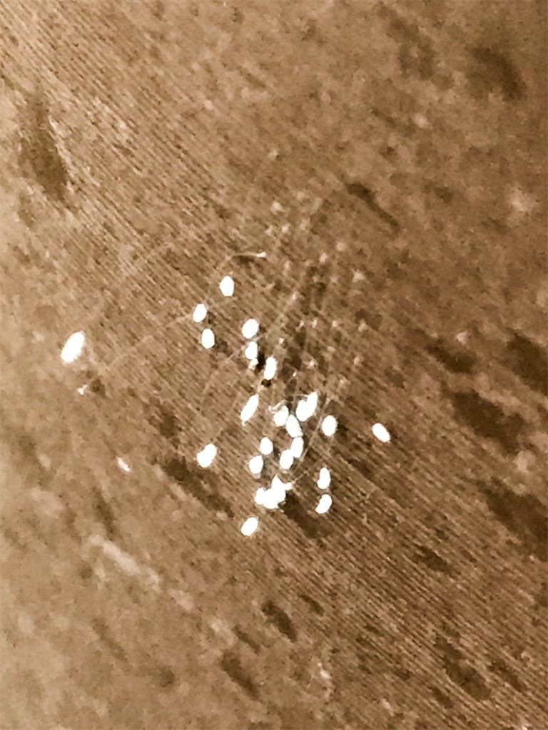 f:id:mushibarai:20200616220401j:image f:id:mushibarai:20200616220401j:image