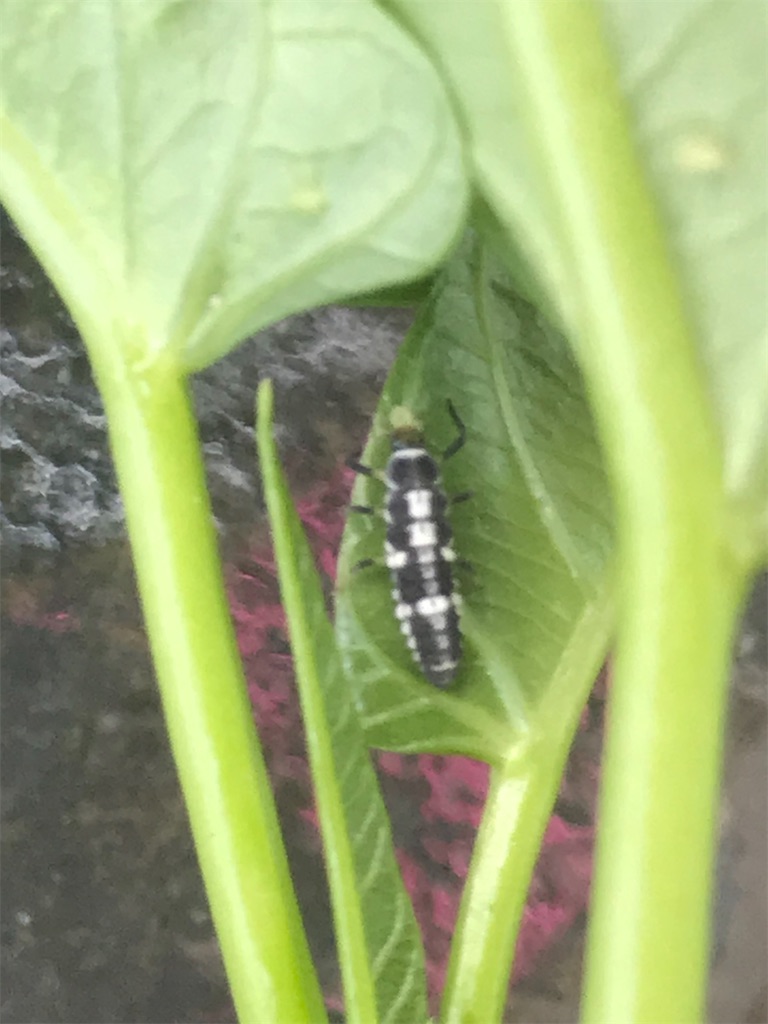 f:id:mushibarai:20200616220713j:image f:id:mushibarai:20200616220713j:image