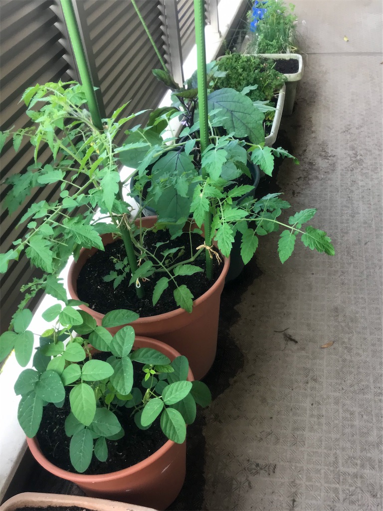 f:id:mushibarai:20200617220607j:image f:id:mushibarai:20200617220607j:image