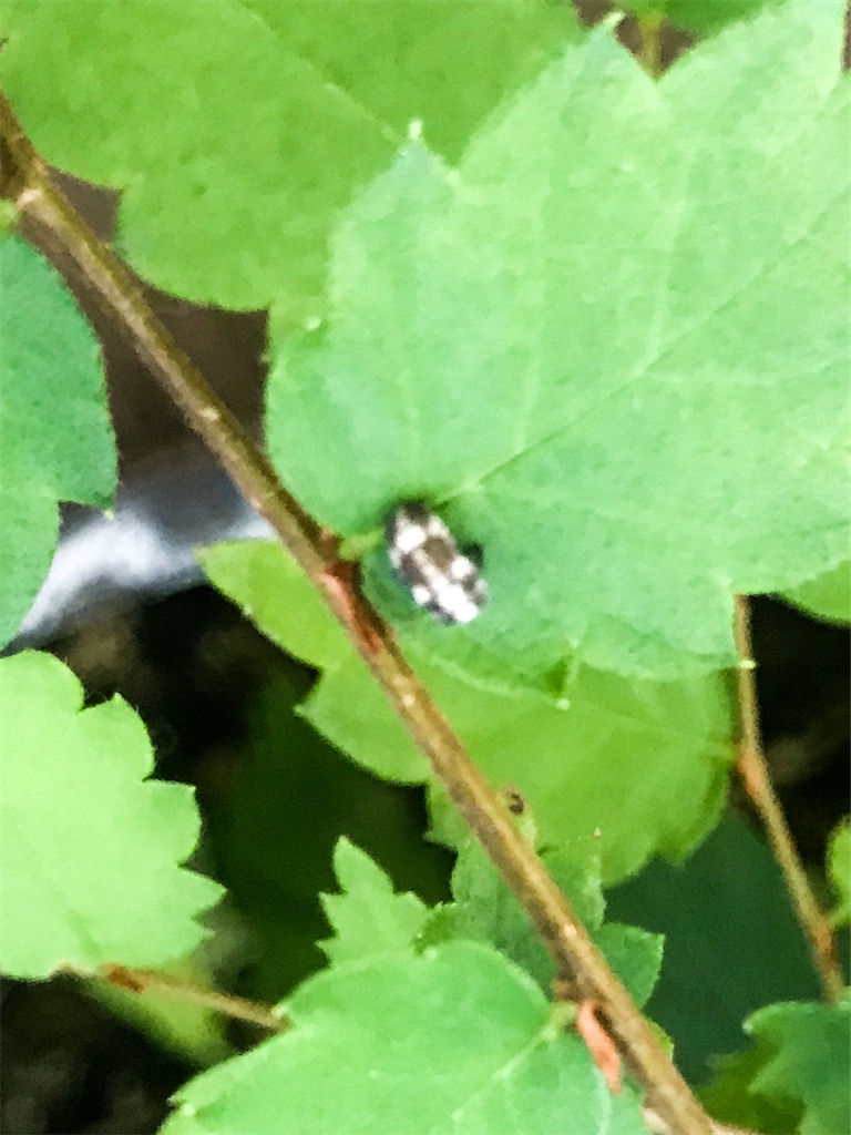 f:id:mushibarai:20200617221736j:image f:id:mushibarai:20200617221736j:image