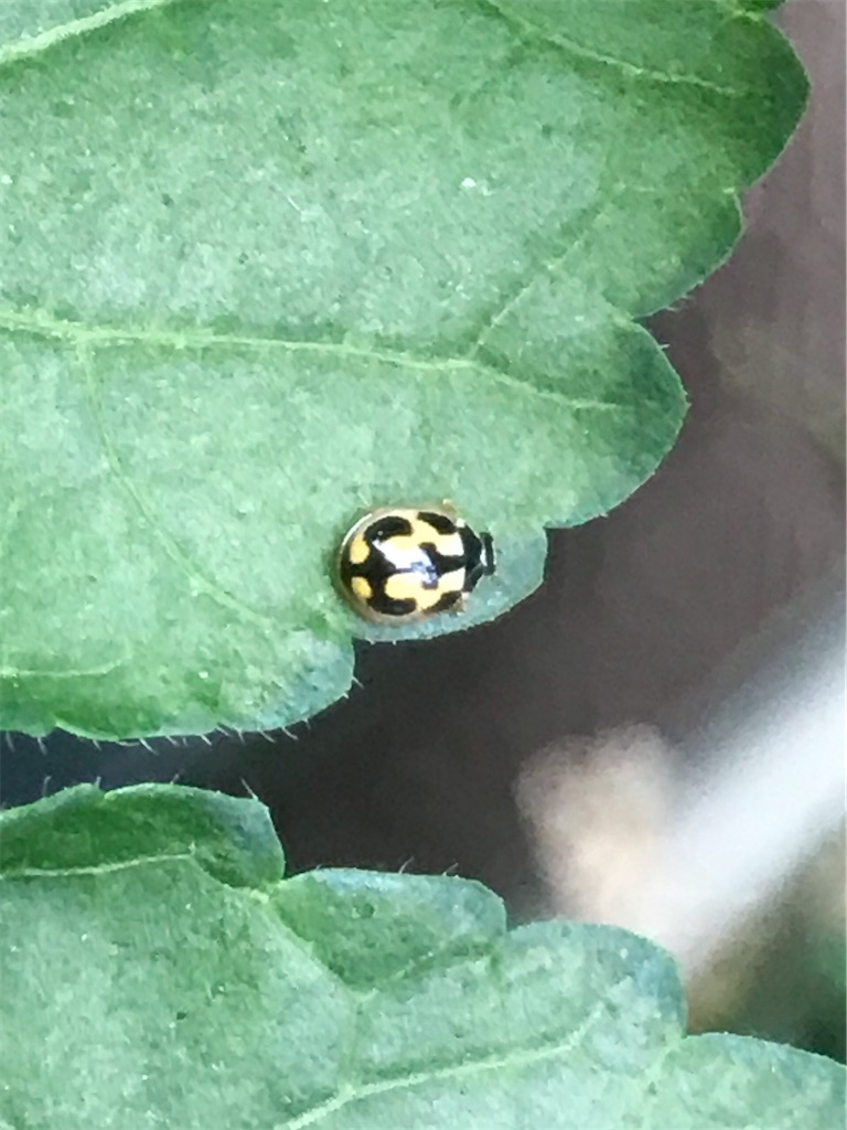 f:id:mushibarai:20200703123746j:image f:id:mushibarai:20200703123746j:image