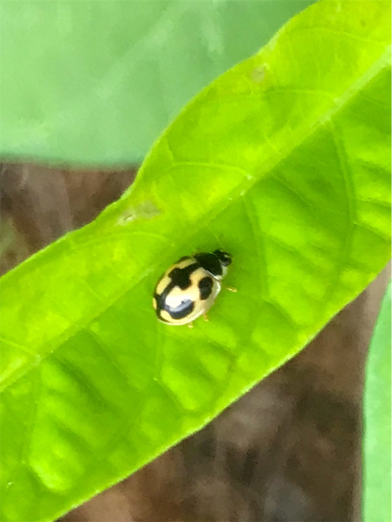 f:id:mushibarai:20200703123805j:image f:id:mushibarai:20200703123805j:image