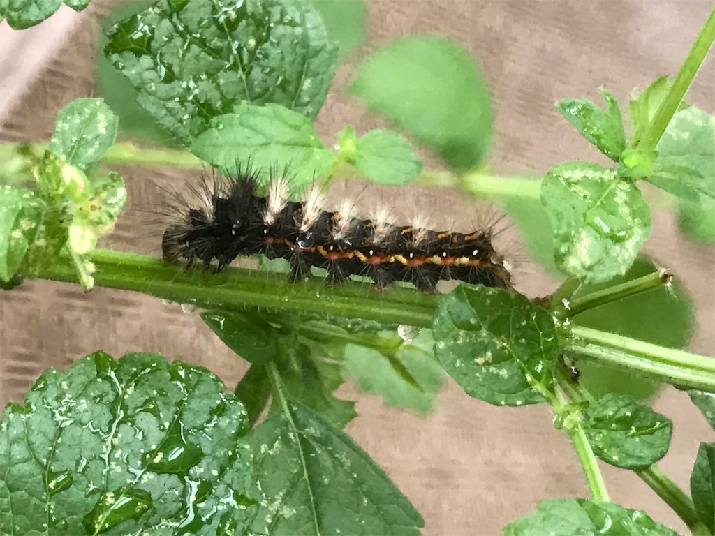 f:id:mushibarai:20200703124734j:image f:id:mushibarai:20200703124734j:image