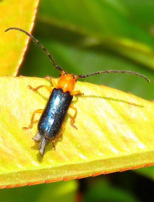 ルリカミキリ、都会で急増中 - 虫撮る人々