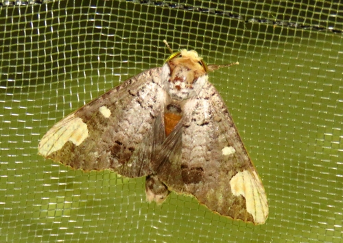 シャチホコ蛾の宝石箱やー - 虫撮る人々