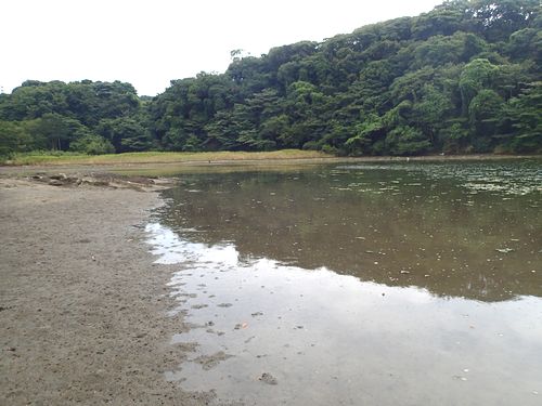 小網代の森 勝手に昆虫生息調査 虫撮る人々