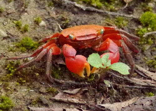 小網代の森 勝手に昆虫生息調査 虫撮る人々