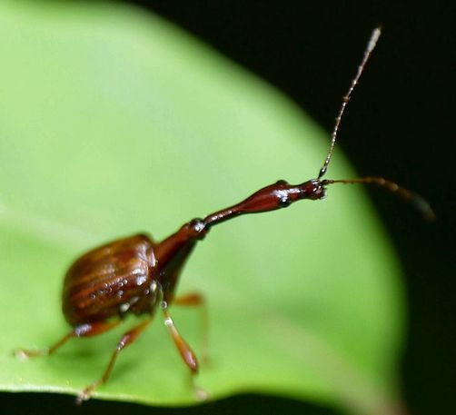 初沢はオトシブミ日和 - 虫撮る人々