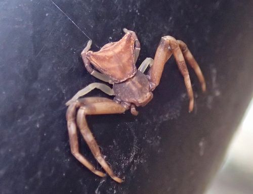 食用にならないガザミ ガザミグモ 虫撮る人々