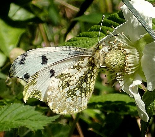 東京都心、春の公園虫散歩（小石川植物園） - 虫撮る人々
