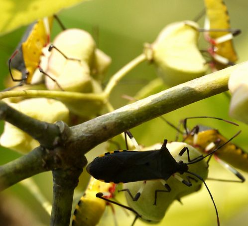 白金台はカメムシ日和 虫撮る人々
