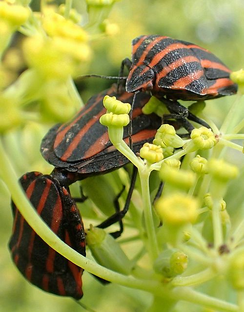 東京都心、初夏の公園虫散歩（カメムシの季節） - 虫撮る人々