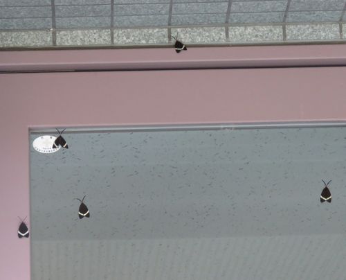 マンションがホタルガに占拠されました 虫撮る人々