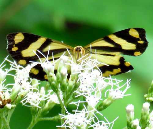 霊園散歩、蛾と蝶の区別を無意味にするキンモンガ - 虫撮る人々