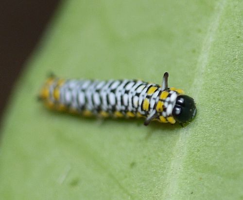 寒さに耐えるアサギマダラ幼虫 - 虫撮る人々