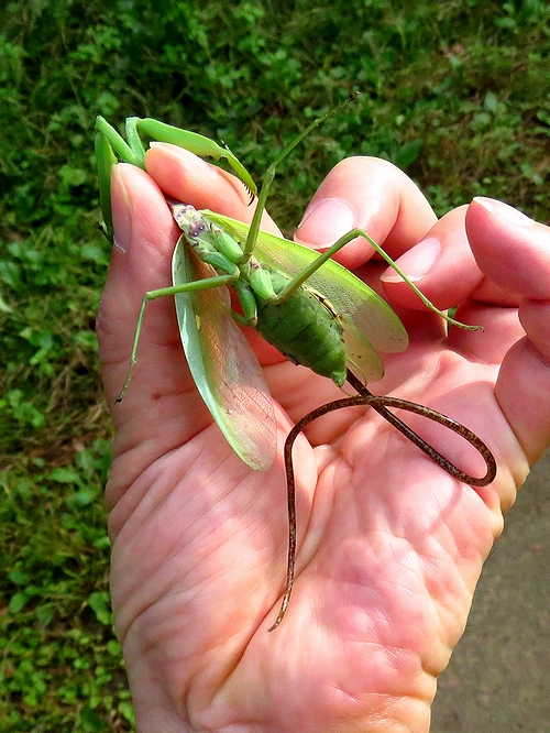 出たー ハリガネムシ 極悪カマキリを自殺に追い込む恐怖の寄生生物 虫撮る人々 出たー ハリガネムシ 極悪カマキリを自殺に追い込む恐怖の寄生生物 虫撮る人々
