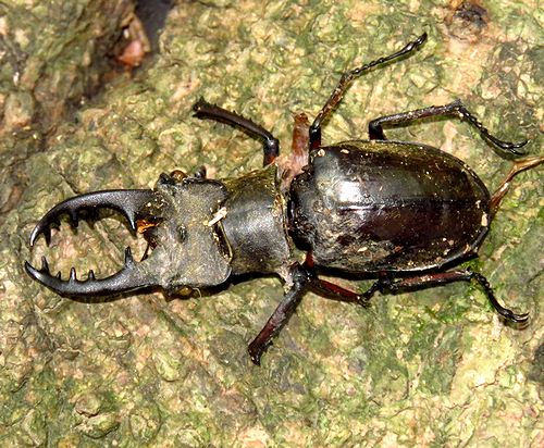 地蔵峰のミヤマクワガタ 虫撮る人々