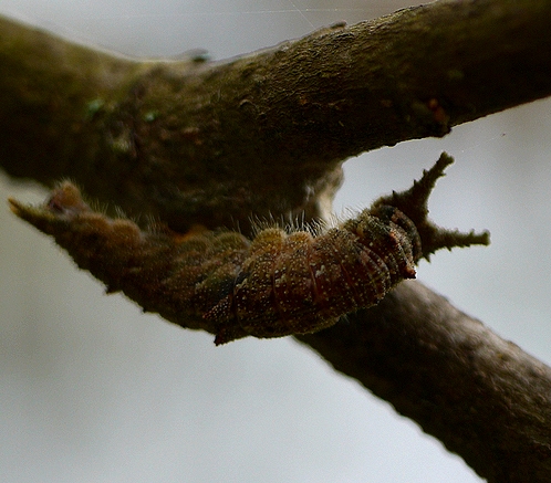 お菊虫のたたりにご注意 - 虫撮る人々