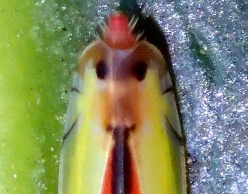 師走の虫探し ヤツデの葉裏編 虫撮る人々