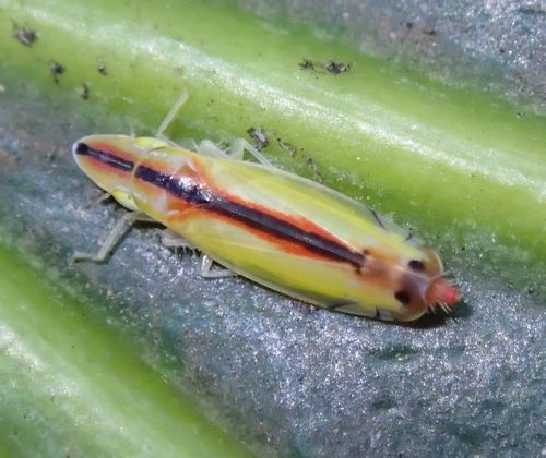 師走の虫探し ヤツデの葉裏編 虫撮る人々