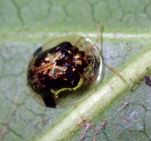 師走の虫探し ヤツデの葉裏編 虫撮る人々