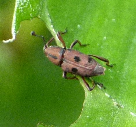 どこがトホシなのって感じのオサゾウムシ - 虫撮る人々