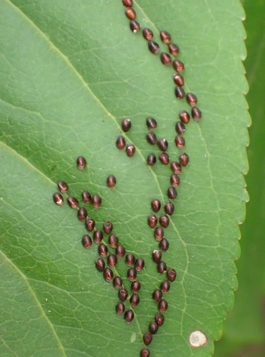 キバラヘリカメムシの平凡な生活 虫撮る人々