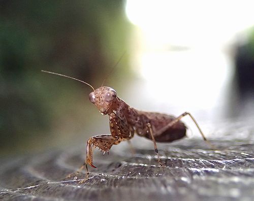 ヒナカマキリ対決の結末はいかに 虫撮る人々