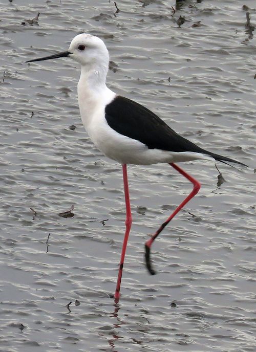 セイタカシギ アカエイ ウォッチング 虫撮る人々