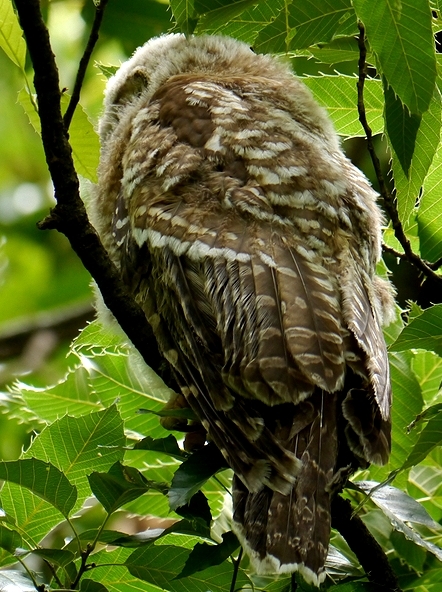 フクロウの追っかけファン 虫撮る人々