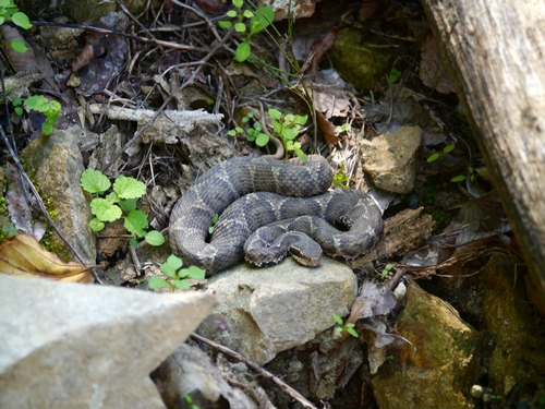 裏高尾最強のムシは毒蛇マムシ 虫撮る人々