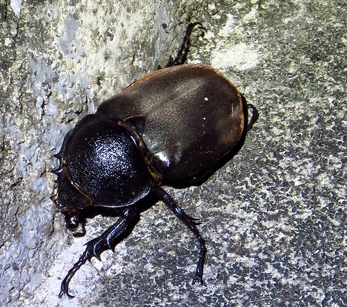 昆虫記者の原点 コーカサスオオカブト雌の凶器 虫撮る人々 昆虫記者の原点 コーカサスオオカブト雌の凶器 虫撮る人々