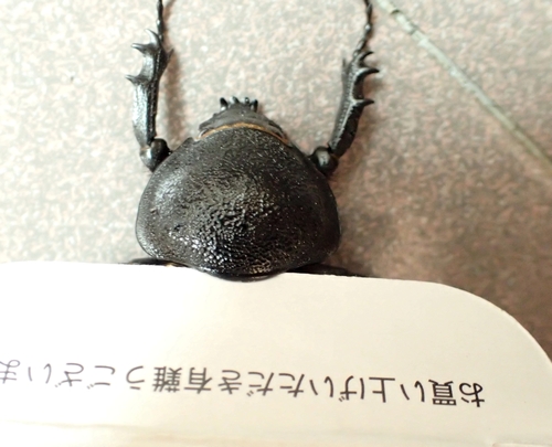 昆虫記者の原点・コーカサスオオカブト雌の凶器 - 虫撮る人々