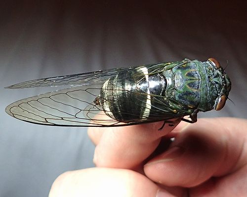 マレーシア・ジャングル放浪記inタマンネガラ⑫ - 虫撮る人々