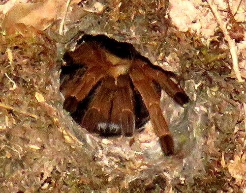 昆虫記者の原点 一見こわもてのクモたち 虫撮る人々