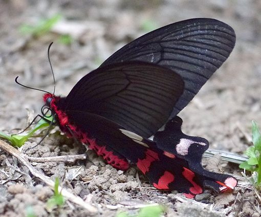 台湾最南端虫めぐり② 毒々しいベニモン - 虫撮る人々