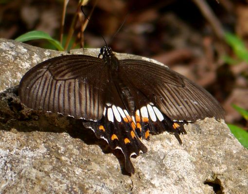 台湾最南端虫めぐり② 毒々しいベニモン - 虫撮る人々