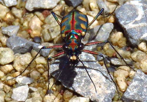ハンミョウ色々＝タイ・カオヤイの旅 - 虫撮る人々